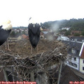 05_55-nest.jpg