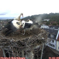 06_00-nest.jpg