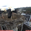 06_05-nest.jpg