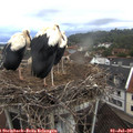 06_10-nest.jpg