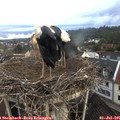 06_15-nest.jpg