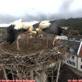 06_20-nest.jpg