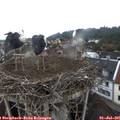 06_25-nest.jpg