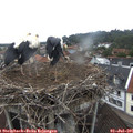 06_30-nest.jpg