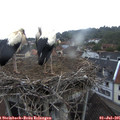 06_35-nest.jpg