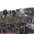 06_40-nest.jpg
