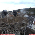 06_45-nest.jpg