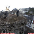 06_50-nest.jpg