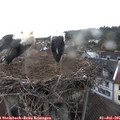 06_55-nest.jpg