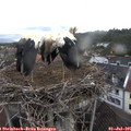 07_00-nest.jpg