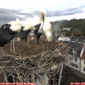 07_05-nest.jpg