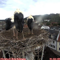 07_10-nest.jpg