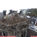 07_15-nest.jpg