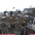 07_20-nest.jpg