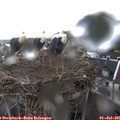 07_25-nest.jpg