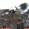 07_30-nest.jpg