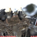 07_35-nest.jpg