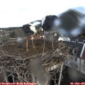 07_50-nest.jpg