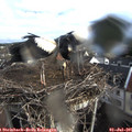 07_55-nest.jpg