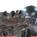 08_00-nest.jpg