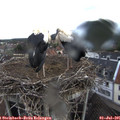 08_05-nest.jpg