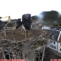 08_10-nest.jpg
