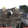 08_15-nest.jpg