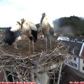 08_20-nest.jpg