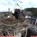 08_25-nest.jpg