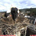 08_30-nest.jpg