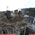 08_35-nest.jpg