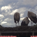 08_40-mast.jpg