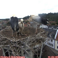 08_40-nest.jpg