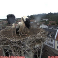 08_45-nest.jpg