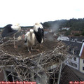 08_50-nest.jpg