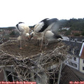 08_55-nest.jpg