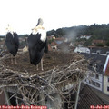 09_00-nest.jpg
