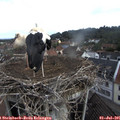 09_05-nest.jpg