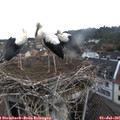 09_10-nest.jpg