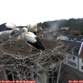 09_15-nest.jpg