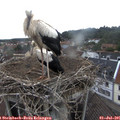 09_20-nest.jpg