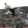 09_25-nest.jpg