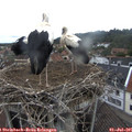 09_30-nest.jpg