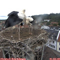 09_35-nest.jpg