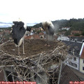 09_40-nest.jpg