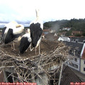 09_45-nest.jpg