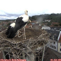 09_50-nest.jpg