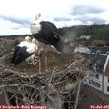 09_55-nest.jpg