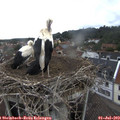 10_00-nest.jpg