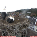 10_10-nest.jpg